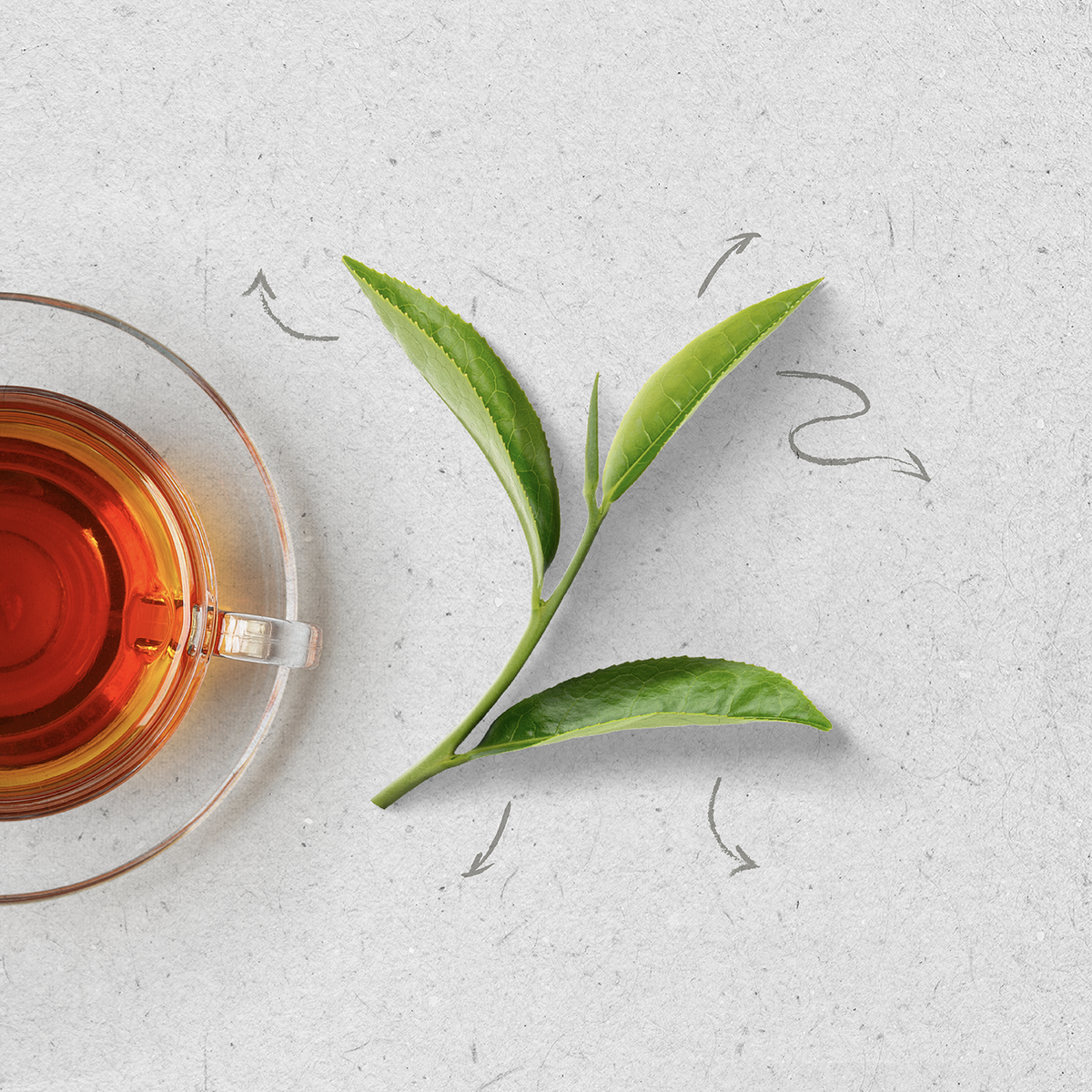 Ceylon Tea vs Chinese Tea : What’s the Difference and Which is Better?