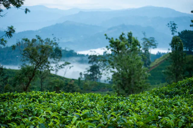 Dilmah Tea: A Commitment to Sustainability and Quality