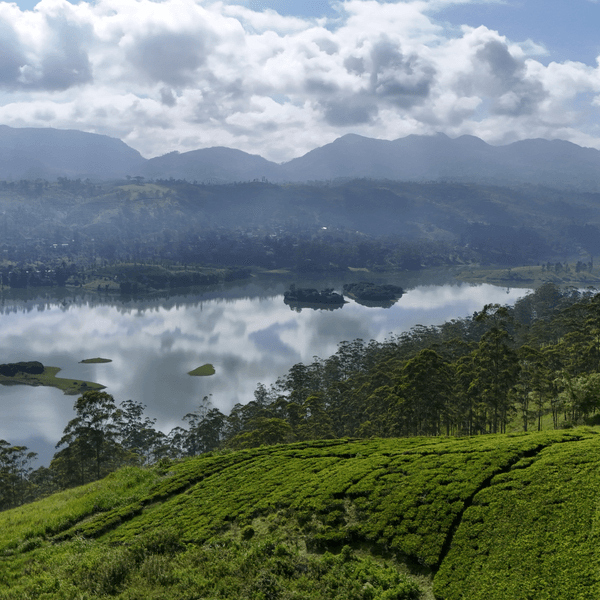 Ceylon Tea - One of the Finest in the World, and Why Dilmah Stands Apart