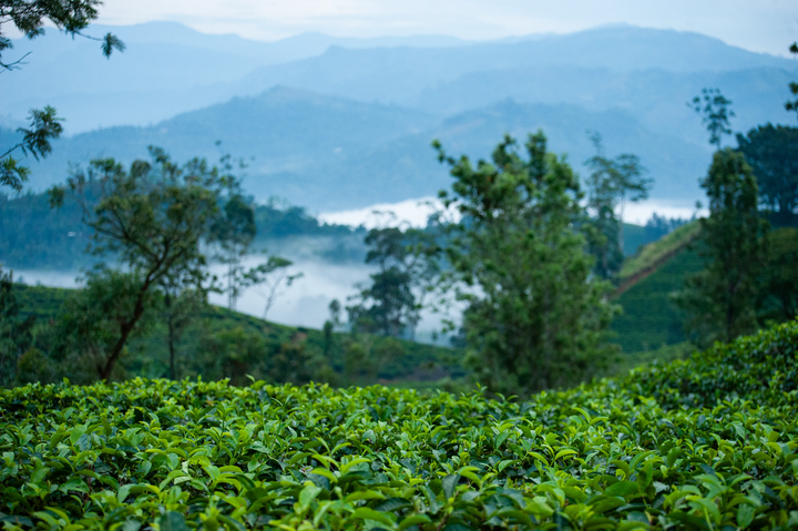 Sri Lanka
