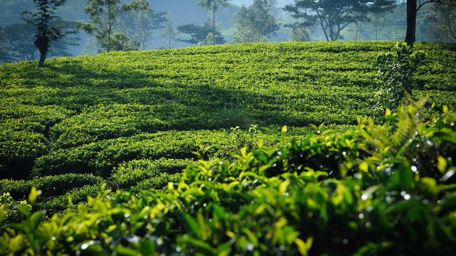 Low Grown Dust Bulk Tea-1kg